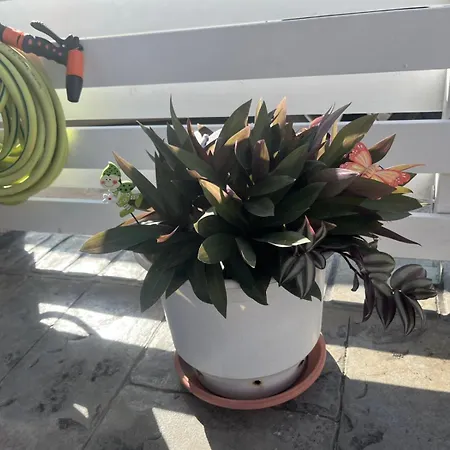 La Casa De Tsampika 公寓 *